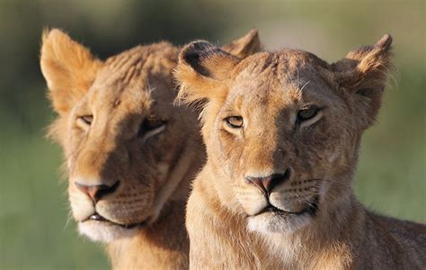 Fonds Decran Fauve Lions Lionne Deux Animaux Télécharger Photo