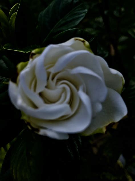 Maybe you would like to learn more about one of these? Gardenia - July 2018 - Photo by Fran Ventic Dancy ...