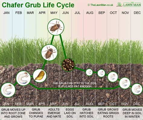 Chafer Grub Life Cycle Diagram The Lawn Man