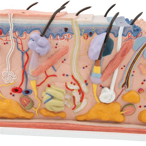 Anatomical Teaching Model - Plastic Anatomy Models - Skin Models - Skin