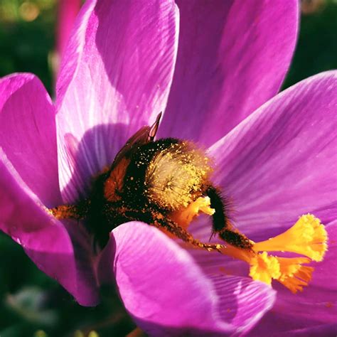 Your bumble profile is nothing more than another playing card in a deck already full of vapid cards. Tired Bumblebees Who Fell Asleep Inside Flowers With ...