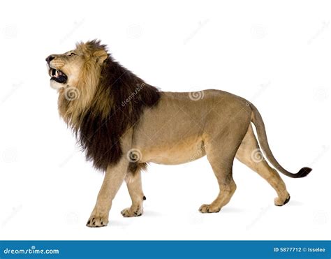Lion Side Profile Roaring
