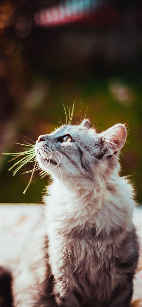 Women With Cat Wallpapers - Wallpaper Cave