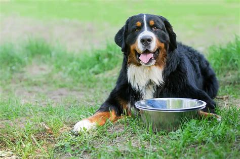 Bernese Mountain Dog Feeding Chart Berners Healthy Diet