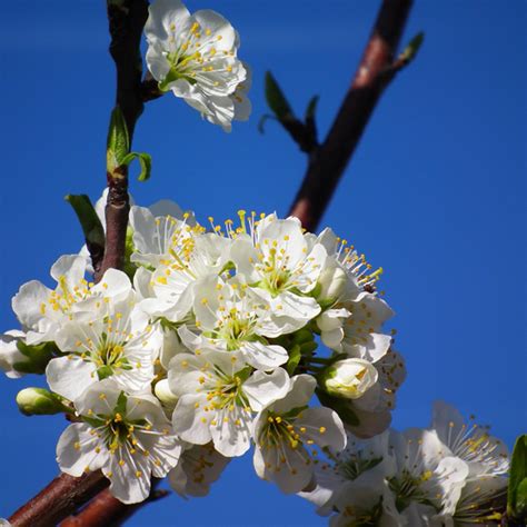 How to grow plum trees. Bare Root Blue Damson Plum ( Prunus insititia)