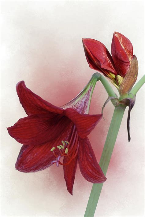 Red Velvet Lily Photograph By Isabela And Skender Cocoli