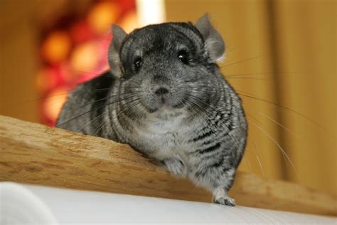 How to Care for Minor Chinchilla Wounds | Small Pet Select