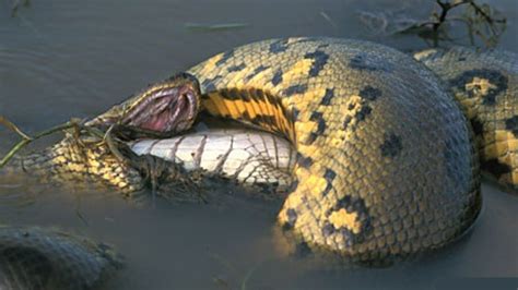 Lion vs anaconda who would win| fight to death. Anaconda vs Crocodile real Fight To Death - Wild Animals ...
