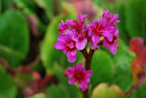 Rod je tvořen deseti druhy, z nich mnohé byly v minulosti importované do evropy a jsou v zahradnictví pěstované pro své velké listy a barevné květy. Bergenia Abenglut (evening glow) | Emerald Plants