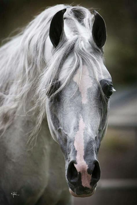 Pin By Melanie Miracapillo On Horses Horses Pretty Horses Arabian Horse