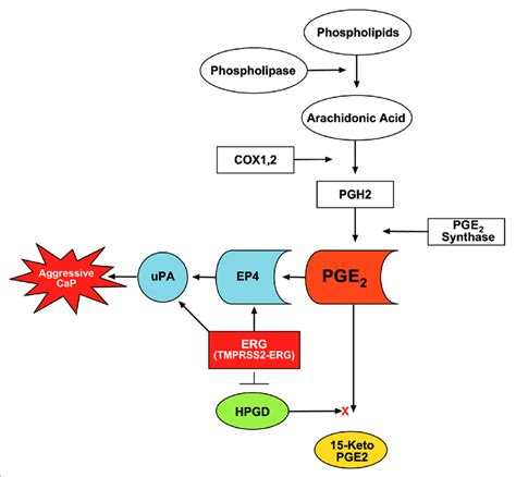 Proposed Model For Erg Functions In Prostaglandin Signaling Pathway