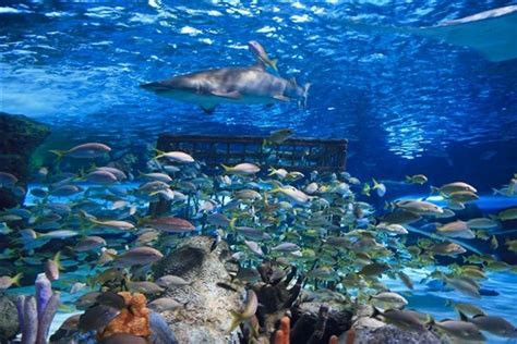 South Carolina Aquarium 2022 Admission Hours Photos And Events