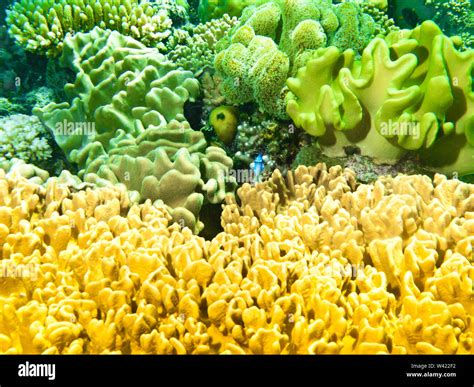 Colorful Coral Reef With A Blue Fish Stock Photo Alamy