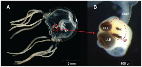 The Visual System Of The Cubozoan Tripedalia Cystophora A Comprises
