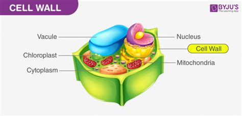 Cell Wall And Cell Membrane Structure Functions And Differences