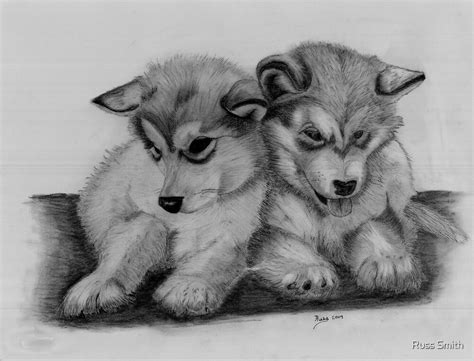 Charcoal Drawing Of Two Husky Pups Brotherly Love By Russ Smith