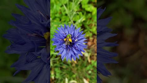 We did not find results for: Bee Pollinating Blue Bachelorbutton Flower - YouTube