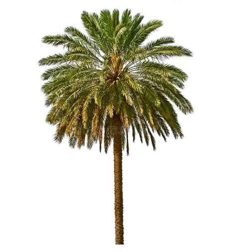 Palm Tree Isolated On White Background Stock Photo Image 28777756