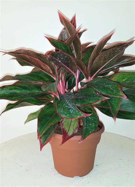 0 more photos view gallery. Siam Aurora Chinese Evergreen Plant - Aglaonema - Grows in ...
