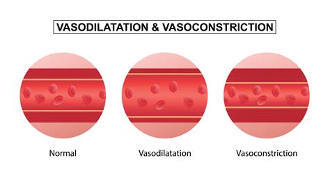 Vasodilation And Vasoconstriction Comparison Of Blood Vessels Vector Art At Vecteezy