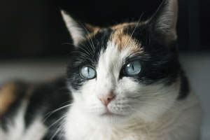 Only cats expressing the deep blue eye gene have been called ojos azules. Ojos Azules | Cats | Breed Information | Omlet