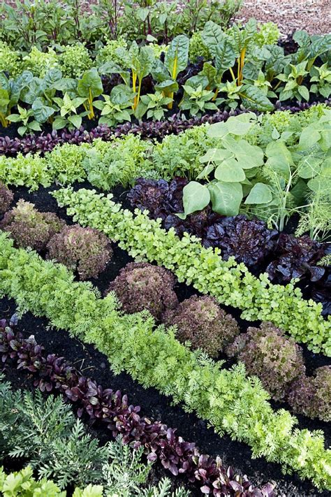 Best Pretty Vegetable Garden Ideas 11 Vegetable Garden