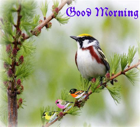 Free fire shooting game is a famous battle royale, or all against all, for smartphones. Beautiful Morning By Beautiful Birds. Free Good Morning ...