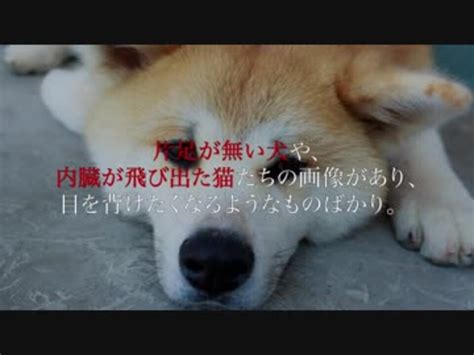 今後もこの ような交流会の取り組みを続けていく予定に しておりますので、どうぞよろしく お 願 いいた します。 また、「こんなパーティがあるからぜひ取材に来て! 立派な かまいたち 動物 - アニマルピクチャーコレクション