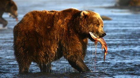 Kodiak Bear Wildlife Wild Alaska Live