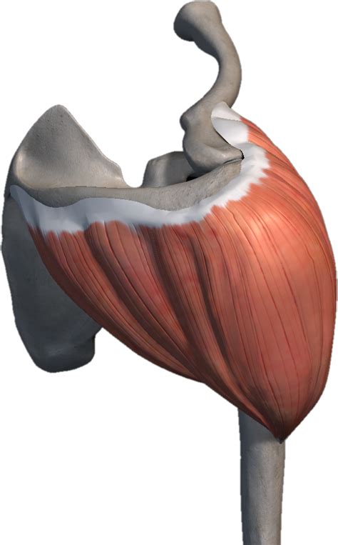 El músculo Deltoides Anatomía Cintura escapular y extremidad superior