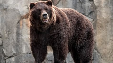 Fondos De Pantalla Animales Fauna Silvestre Osos Zoo Oso Grizzly