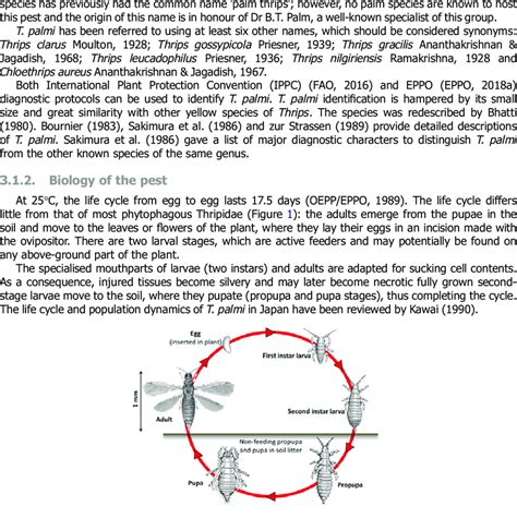 Life Cycle Of Thripidae Eg Thrips Palmi Download Scientific Diagram
