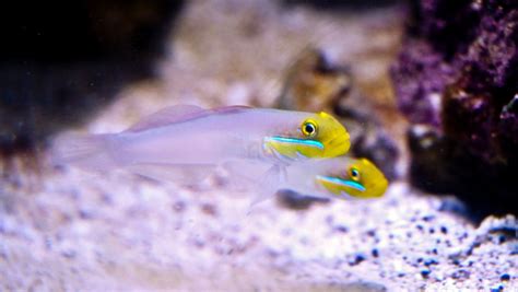 Yellowheaded Sleeper Goby A Fascinating But Challenging Sand Sifter