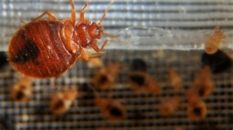 french government launches battle plan against bedbug invasion