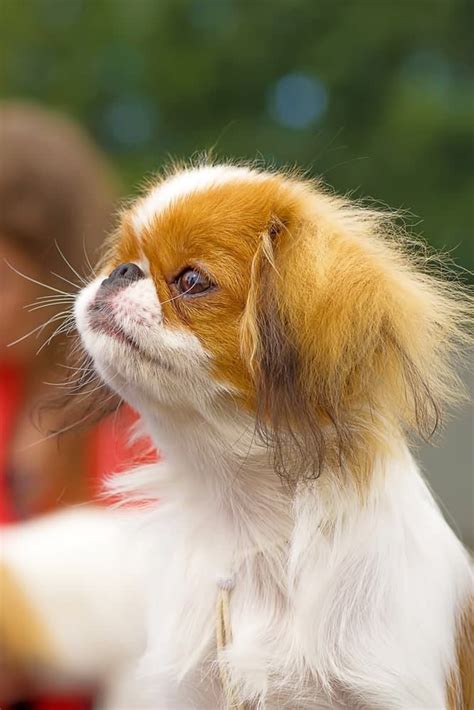 Heres The Japanese Chin Temperament Other Important Breed Info