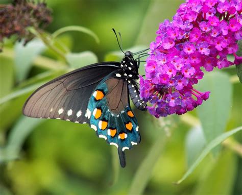 Planting brightly colored flowers that attract hummingbirds or hanging flower baskets with plants will lure these jewel like birds in search of nectar. Top 10 Purple Flowers That Attract Hummingbirds - Birds ...