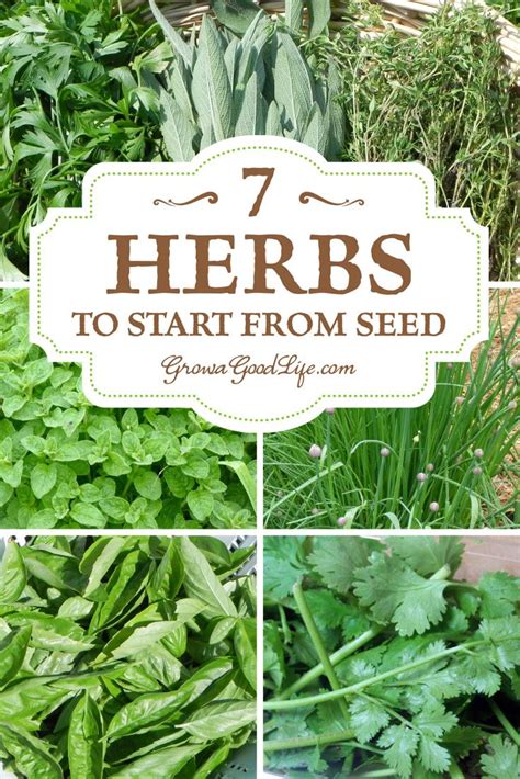 Growing Herbs 7 Herbs To Start From Seed Growing Herbs