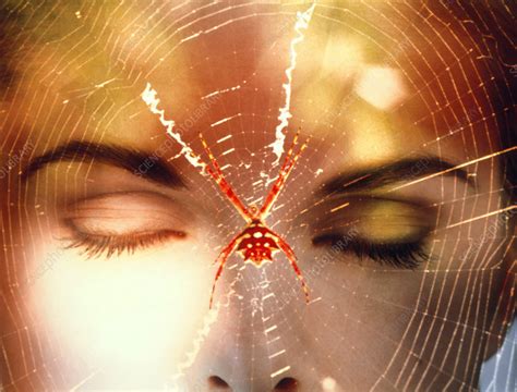 Arachnophobia A Womans Fear Of Spiders Stock Image