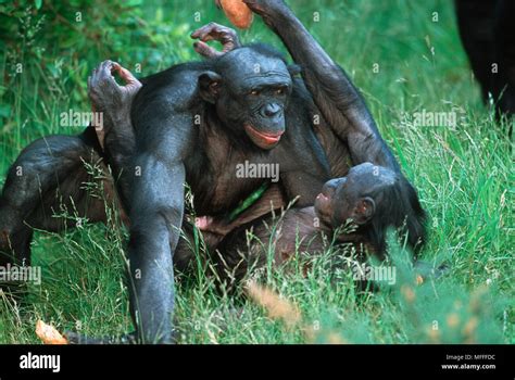 BONOBO Or PYGMY CHIMPANZEE Pan Paniscus Face To Face Mating Captive