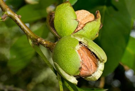 All In One Almond Tree Isons Nursery And Vineyard Walnut Tree