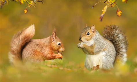 Discover The Only Two Squirrel Species In The United Kingdom And Where