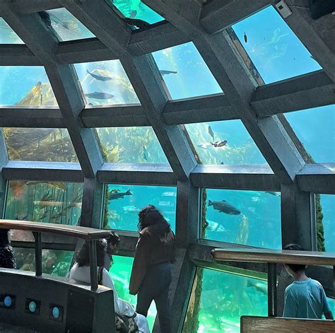 How To See The Seattle Aquarium In Less Than An Hour And A Half