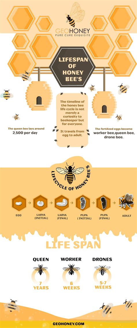 Lifespan Of Honey Bees Honey Bee Life Cycle Bee Honey Bee Facts