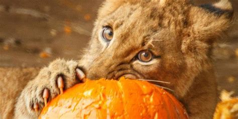 This Is What Happens When You Give Pumpkins To Lion Cubs