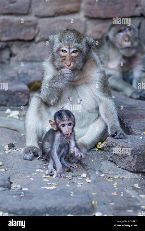 Monkeys Baby Monkey And Mother Monkey Sitting And Eating Something On