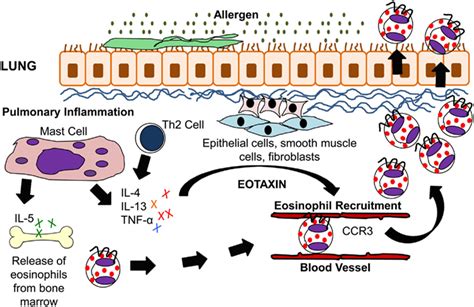 Il 5 And Eotaxin Induced Eosinophil Recruitment In Allergic Asthma