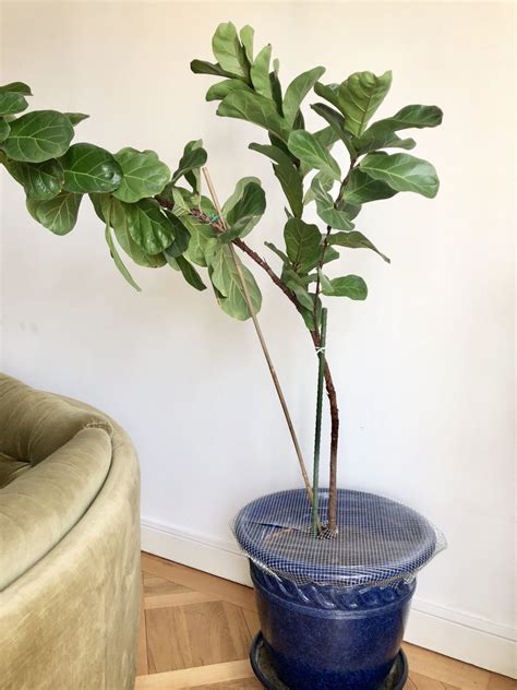 How To Keep Flies Away From My Indoor Plants - 9 Versatile Garden Plants That Repel Flies (& Other Pests)