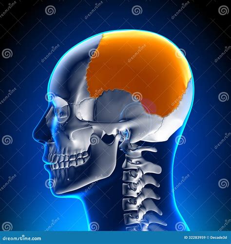 Brain Anatomy Parietal Lobe Stock Illustration Image 32283959