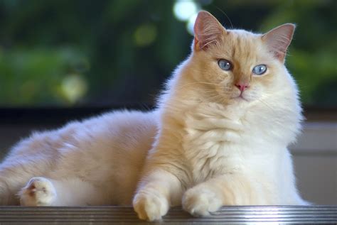 Bicolor Cat Facts With Pictures