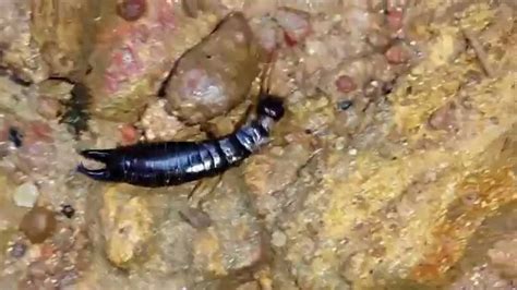 Amazing Small Scorpion Youtube